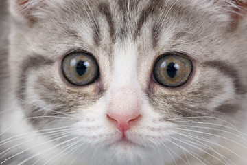 Young the striped Scottish cat on gray background. Close-up port