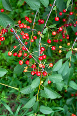 growing cherries