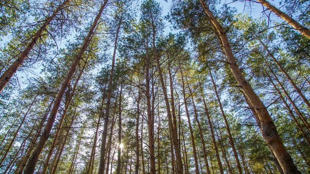 pine forest,  time lapse