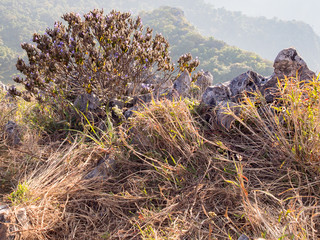 Purple flower bush and the limestone on the mountain hill with the mountain peak with mist at distance, Doi Luang Chiangdao, Chiangrai, Thailand