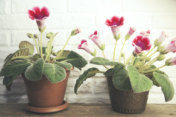 flower on wooden container