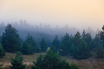 Fog in the dense coniferous forest.