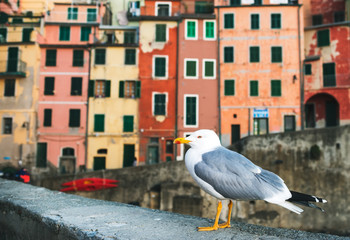 Sea Gull sitting on stone fence in Harbor of Riomaggiore with its traditional colorful buildings, Italy