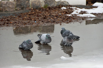 Pigeons bathing in a puddle
