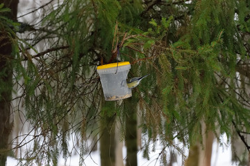 A bird sitting on a bird feeder from a plastic bucketPetersburg