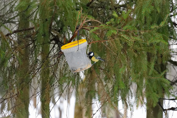A bird sitting on a bird feeder from a plastic bucketPetersburg