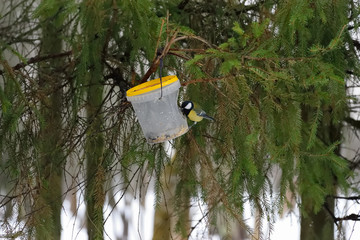 A bird sitting on a bird feeder from a plastic bucketPetersburg