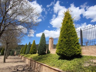 ornamental cypress trees