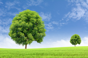 Fototapeta na wymiar Big trees on the grass Background sky