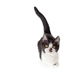Overhead Photo Of Cute Kitten © adogslifephoto