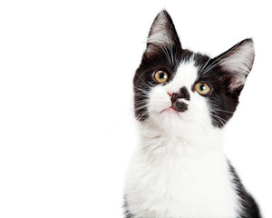 Portrait of Adorable Kitten Tilting Head
