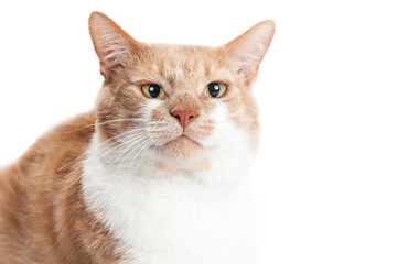 Portrait Orange Cat Funny Face