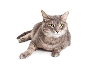 Pretty Gray Cat With Green Eyes