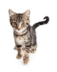 Young Tabby Kitten Walking Forward