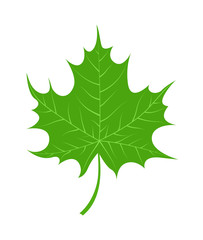 Fototapeta premium Vector tropical leaves Green tree leave. Natural green leaf isolated. Leaf element floral color garden art. Tropical leave tree element. Natural green tropical leave flat style