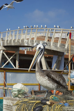 Peruvian Pelican (Pelecanus thagus) standing on a pile of old fishing nets at the fish market in the UNESCO World Heritage port city of Valparaiso in Chile.
