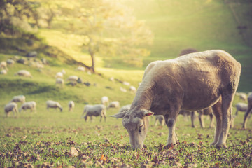 Sheep Eating In Sunlight Field with Trees In Background