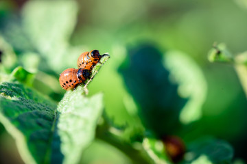 Colorado Beetles Eating Potato Plant