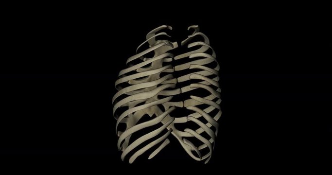 Animation of thorax structure of a human body, ribs, sternum and vertebral colum, gyrating on black background in 4K format