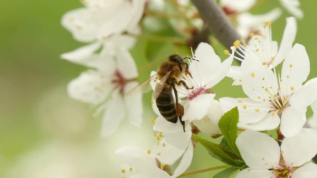 Bee on petals of cherry, spring, slow motion
