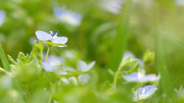 little flowers in green grass