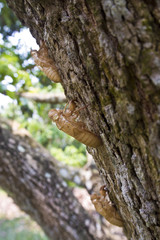 Molt of Cicada on tree bark