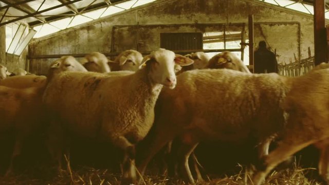 Pecore in un ovile.
Il pastore esce dopo avergli dato da mangiare.