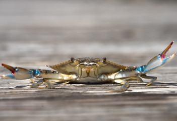 Blue Crab
