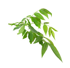 Tree branch with green leaves on white background