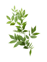 Tree branch with green leaves on white background