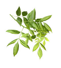 Tree branch with green leaves on white background