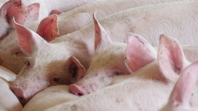 pigs sleeping in the barn