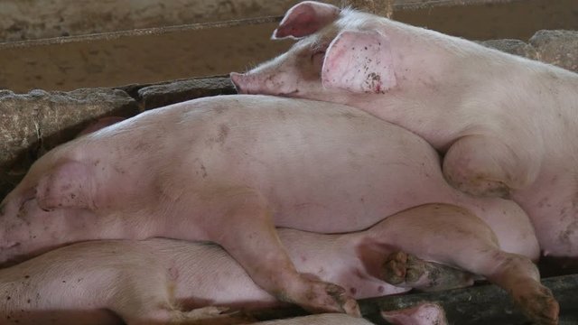 pigs sleeping in the shed