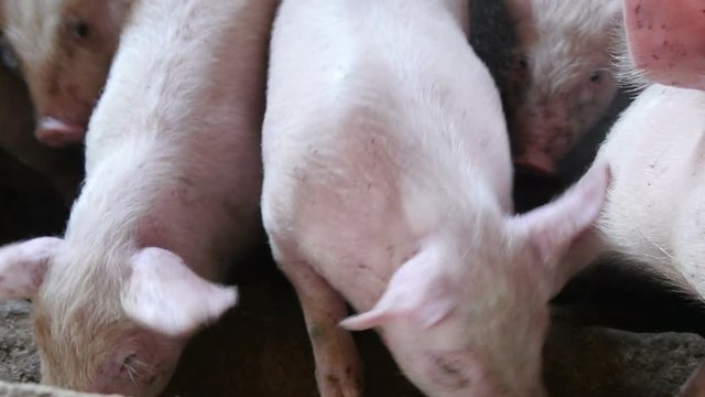  little pink pig on a farm