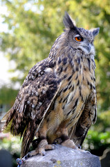 Bengal Eagle Owl