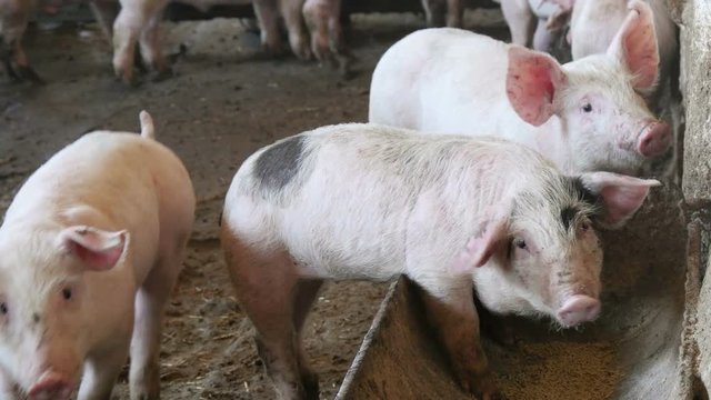 cute pink pig on a farm