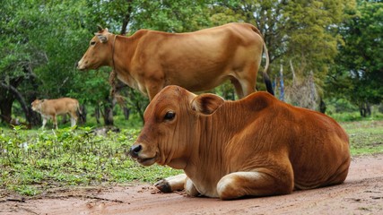 Young Cow and mother animal. Young cow lying on meadow chewing grass.