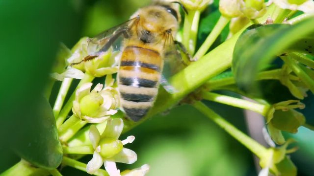 slow motion honey bee collecting pollen