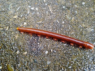 Big millipede crawling on the cement floor
