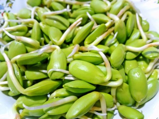 Fresh Riang Parkia Seeds