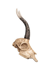 Skull of goat, isolated on white background, side view