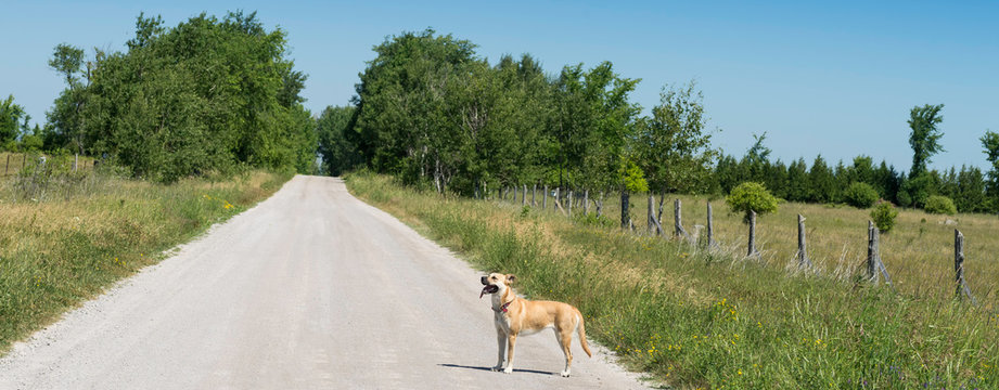 Black Mouth Cur Dog On A Country Road