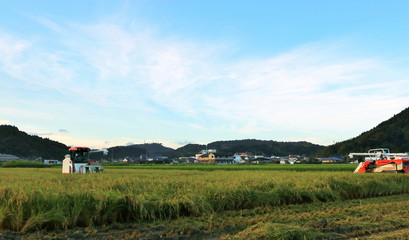 Obraz premium 稲刈り