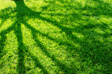 Tree shadow on grass