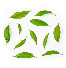 Mango leaf isolated on a white background