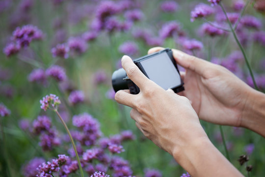 Man hand taking photo with compact camera in the flower garden