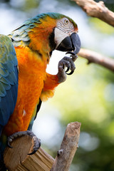 Blue and orange macaw sitting on a perch and cleaning its talons