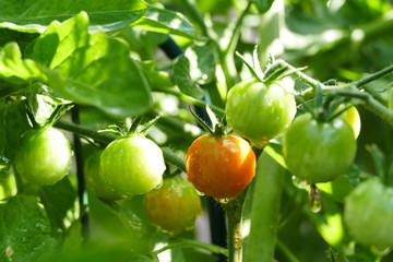 Growing tomato in farm garden