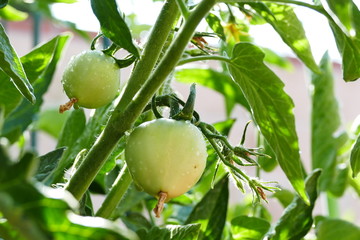 Growing tomato in farm garden