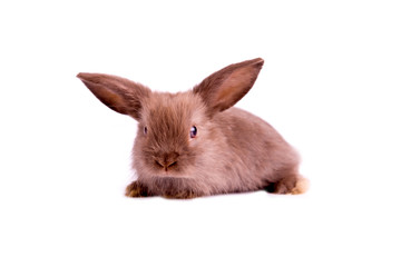 Obraz premium little brown rabbit on white background
